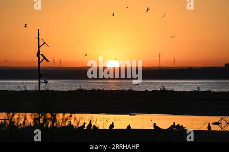 220623 -- SHENMU, 23 giugno 2022 -- foto scattata il 23 giugno 2022 mostra l'isola degli uccelli all'alba nella riserva naturale nazionale di Hongjiannao a Shenmu, nella provincia dello Shaanxi della Cina nord-occidentale. Più di 10.000 gull relict stanno imparando abilità di sopravvivenza come nuotare, foraggiarsi e volare nella riserva naturale nazionale di Hongjiannao. Il gabbiano relitto è sotto protezione nazionale di prima classe in Cina. CHINA-SHAANXI-SHENMU-HONGJIANNAO WETLAND-RELICT GULLS-BREEDING CN TAOXMING PUBLICATIONXNOTXINXCHN Foto Stock