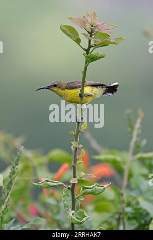 Sunbird femminile con spalle d'oliva a Singapore Foto Stock