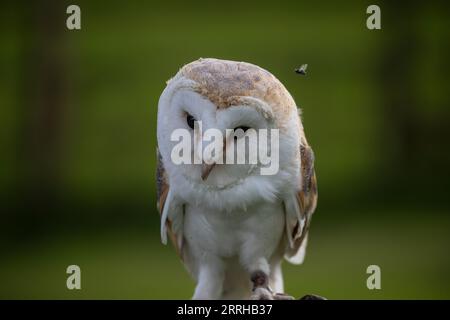 Ritratto ravvicinato di un Barn Owl tyto alba con una mosca sopra la testa scattata in condizioni controllate nello Yorkshire, Regno Unito Foto Stock