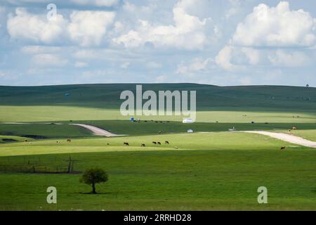 220626 -- HULUN BUIR, 26 giugno 2022 -- foto scattata il 26 giugno 2022 mostra il paesaggio del pascolo estivo a Xin Barag Zuoqi della città di Hulun Buir, nella regione autonoma della Mongolia interna della Cina settentrionale. CINA-INTERNA MONGOLIA-HULUN BUIR-PASCOLO ESTIVO CN WANGXZECONG PUBLICATIONXNOTXINXCHN Foto Stock