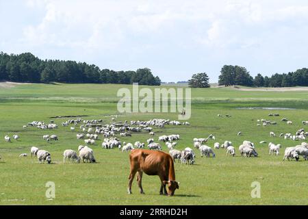 220626 -- HULUN BUIR, 26 giugno 2022 -- Una mandria di bovini e ovini pascolano sui pascoli estivi a Xin Barag Zuoqi della città di Hulun Buir, regione autonoma della Mongolia interna della Cina settentrionale, 26 giugno 2022. CINA-INTERNA MONGOLIA-HULUN BUIR-PASCOLO ESTIVO CN BEIXHE PUBLICATIONXNOTXINXCHN Foto Stock