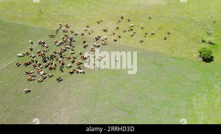 220626 -- HULUN BUIR, 26 giugno 2022 -- foto aerea scattata il 26 giugno 2022 mostra una mandria di bovini sul pascolo estivo a Xin Barag Zuoqi della città di Hulun Buir, nella regione autonoma della Mongolia interna della Cina settentrionale. CINA-INTERNA MONGOLIA-HULUN BUIR-PASCOLO ESTIVO CN BEIXHE PUBLICATIONXNOTXINXCHN Foto Stock