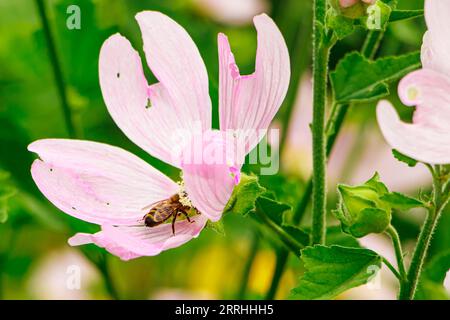 Delicato fiore rosa Malva alcea. Coltivare piante ornamentali in giardino di casa. Sfondo naturale estivo. Foto Stock