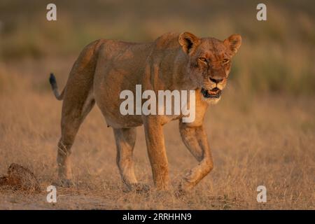 Lioness con catchlights cammina su erba secca Foto Stock