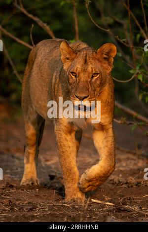 Lioness con catchlights cammina accanto a cespugli frondosi Foto Stock