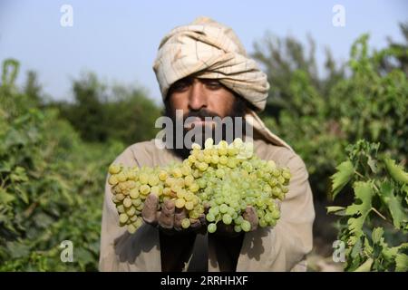 220702 -- KANDAHAR, 2 luglio 2022 -- Un agricoltore lavora in un vigneto nel distretto di Zhari nella provincia di Kandahar, Afghanistan meridionale, 2 luglio 2022. Secondo i funzionari locali, circa 250.000 tonnellate di uva sarebbero raccolte da frutteti su 20.500 ettari di terreno nella provincia di Kandahar, Afghanistan. Foto di /Xinhua AFGHANISTAN-KANDAHAR-VENDEMMIA SANAULLAHXSEIAM PUBLICATIONxNOTxINxCHN Foto Stock