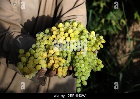 220702 -- KANDAHAR, 2 luglio 2022 -- Un agricoltore mostra l'uva in un vigneto nel distretto di Zhari nella provincia di Kandahar, Afghanistan meridionale, 2 luglio 2022. Secondo i funzionari locali, circa 250.000 tonnellate di uva sarebbero raccolte da frutteti su 20.500 ettari di terreno nella provincia di Kandahar, Afghanistan. Foto di /Xinhua AFGHANISTAN-KANDAHAR-VENDEMMIA SANAULLAHXSEIAM PUBLICATIONxNOTxINxCHN Foto Stock