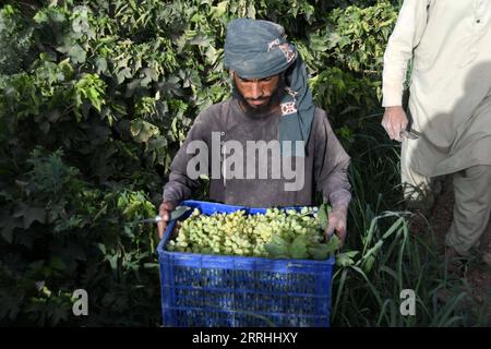 220702 -- KANDAHAR, 2 luglio 2022 -- Un agricoltore lavora in un vigneto nel distretto di Zhari nella provincia di Kandahar, Afghanistan meridionale, 2 luglio 2022. Secondo i funzionari locali, circa 250.000 tonnellate di uva sarebbero raccolte da frutteti su 20.500 ettari di terreno nella provincia di Kandahar, Afghanistan. Foto di /Xinhua AFGHANISTAN-KANDAHAR-VENDEMMIA SANAULLAHXSEIAM PUBLICATIONxNOTxINxCHN Foto Stock