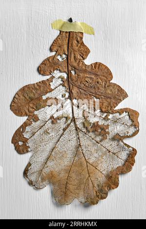 Foglia di quercia secca invecchiata su sfondo bianco con struttura in gesso. Foto Stock