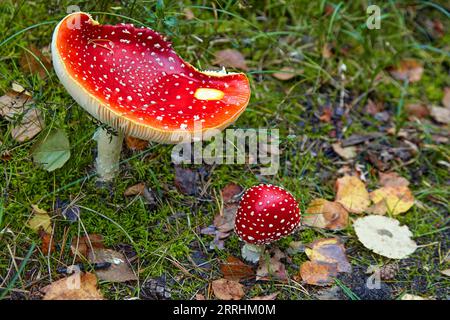 Due agarici rossi con puntini bianchi su un prato verde della foresta Foto Stock