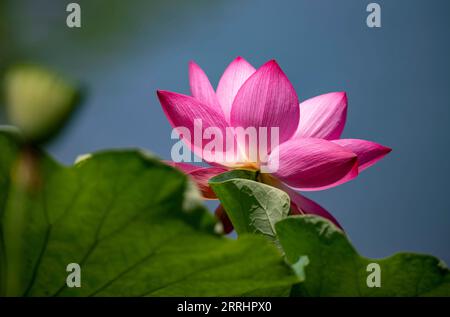 220706 -- KUNMING, 6 luglio 2022 -- foto scattata il 6 luglio 2022 mostra un fiore di loto al Daguan Park di Kunming, nella provincia dello Yunnan nella Cina sud-occidentale. La 36a esposizione Nazionale del Loto ha aperto al Parco Daguan a Kunming il mercoledì. CHINA-YUNNAN-KUNMING-LOTUS-EXHIBITION CN CHENXXINBO PUBLICATIONXNOTXINXCHN Foto Stock