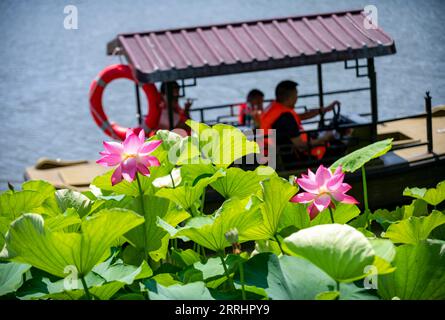 220706 -- KUNMING, 6 luglio 2022 -- foto scattata il 6 luglio 2022 mostra fiori di loto al Daguan Park di Kunming, nella provincia dello Yunnan nella Cina sud-occidentale. La 36a esposizione Nazionale del Loto ha aperto al Parco Daguan a Kunming il mercoledì. CHINA-YUNNAN-KUNMING-LOTUS-EXHIBITION CN CHENXXINBO PUBLICATIONXNOTXINXCHN Foto Stock