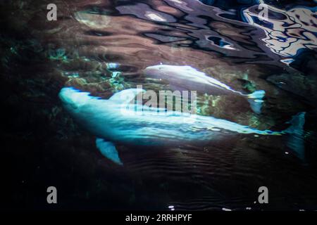 220706 -- WUHAN, 6 luglio 2022 -- Yangtze finless porpoise F9C22 nuota con la madre nell'acqua presso l'Institute of Hydrobiology IHB of Chinese Academy of Sciences di Wuhan, nella Cina centrale nella provincia di Hubei, 29 giugno 2022. Yangtze finless porpoise Fujiu ha dato alla luce un bambino Yangtze finless porpoise numerato F9C22 intorno alle 21:35 del 27 giugno, segnando un risultato nella riproduzione e riproduzione artificiale della specie. Negli ultimi anni, IHB ha Unito le mani a vari istituti di ricerca e protezione e ha guadagnato frutti in campi come la riproduzione artificiale e la riproduzione della porpoise. IO Foto Stock