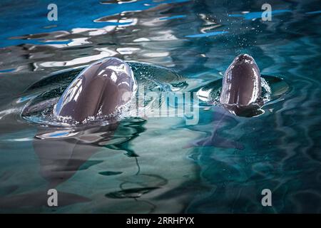 220706 -- WUHAN, 6 luglio 2022 -- Yangtze finless porpoise F9C22 nuota con la madre nell'acqua presso l'Institute of Hydrobiology IHB of Chinese Academy of Sciences di Wuhan, nella Cina centrale nella provincia di Hubei, 29 giugno 2022. Yangtze finless porpoise Fujiu ha dato alla luce un bambino Yangtze finless porpoise numerato F9C22 intorno alle 21:35 del 27 giugno, segnando un risultato nella riproduzione e riproduzione artificiale della specie. Negli ultimi anni, IHB ha Unito le mani a vari istituti di ricerca e protezione e ha guadagnato frutti in campi come la riproduzione artificiale e la riproduzione della porpoise. IO Foto Stock