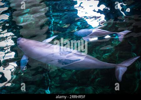 220706 -- WUHAN, 6 luglio 2022 -- Yangtze finless porpoise F9C22 nuota con la madre nell'acqua presso l'Institute of Hydrobiology IHB of Chinese Academy of Sciences di Wuhan, nella Cina centrale nella provincia di Hubei, 29 giugno 2022. Yangtze finless porpoise Fujiu ha dato alla luce un bambino Yangtze finless porpoise numerato F9C22 intorno alle 21:35 del 27 giugno, segnando un risultato nella riproduzione e riproduzione artificiale della specie. Negli ultimi anni, IHB ha Unito le mani a vari istituti di ricerca e protezione e ha guadagnato frutti in campi come la riproduzione artificiale e la riproduzione della porpoise. IO Foto Stock