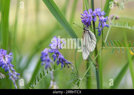 220707 -- HULUN BUIR, 7 luglio 2022 -- Una farfalla poggia su un fiore in un parco nazionale paludoso a Genhe, Hulun Buir, regione autonoma della Mongolia interna della Cina settentrionale, 7 luglio 2022. CHINA-INNER MONGOLIA-HULUN BUIR-WETLAND PARK CN BEIXHE PUBLICATIONXNOTXINXCHN Foto Stock