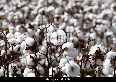 220708 -- GOIAS, 8 luglio 2022 -- foto scattata il 7 luglio 2022 mostra un campo di cotone a Cristalina, comune dello Stato di Goias, Brasile. Foto di /Xinhua BRAZIL-GOIAS-COTTON-HARVEST LucioxTavora PUBLICATIONxNOTxINxCHN Foto Stock