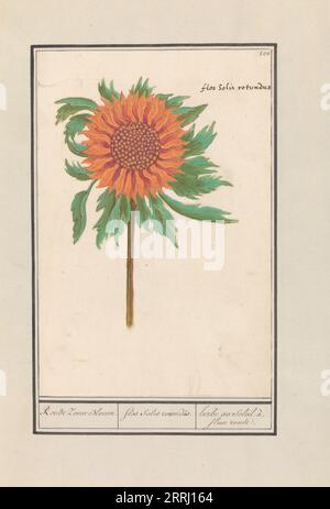 Girasole (Helianthus annuus), 1596-1610. Commissionato dall'imperatore Rodolfo II Foto Stock