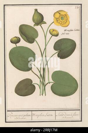 Ninfea gialla (Nuphar lutea), 1596-1610. Commissionato dall'imperatore Rodolfo II Foto Stock