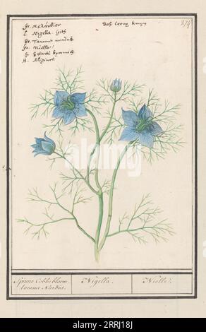 Love-in-a-Mist (Nigella Damascena, Damselfly-in-green), 1596-1610. Commissionato dall'imperatore Rodolfo II Foto Stock