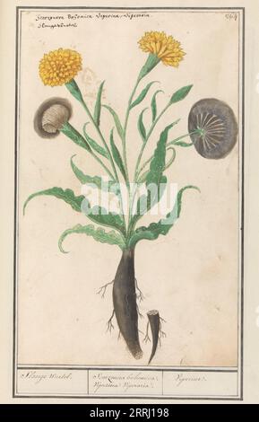 Minore salsify (Scorzonera humilis), 1596-1610. Commissionato dall'imperatore Rodolfo II Foto Stock