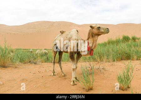 220713 -- BANNER DESTRO ARAXAN, 13 luglio 2022 -- foto scattata il 13 luglio 2022 mostra un cammello nel deserto di Badain Jaran nella regione autonoma della Mongolia interna della Cina settentrionale. CINA-INTERNA MONGOLIA-ARAXAN-DESERTCN BeixHe PUBLICATIONxNOTxINxCHN Foto Stock