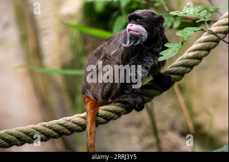 scimmia imperiale tamarin seduto su una corda Foto Stock