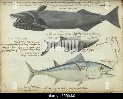 Tonno (Thunnus thynnus), squalo (Carcharodon carcharias) e remora (Echeneidae), 1788. Con iscrizioni. Parte del libro degli schizzi di Jan Brandes, dl. 2 (1808), pag. 174. Foto Stock