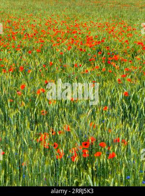 Campo naturale di cereali, erba, papaveri e fiori di mais Foto Stock