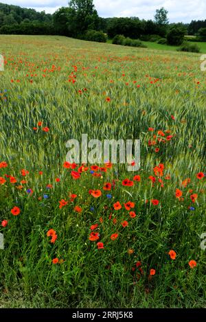 Campo naturale di cereali, erba, papaveri e fiori di mais Foto Stock