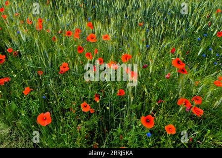 Campo naturale di cereali, erba, papaveri e fiori di mais Foto Stock