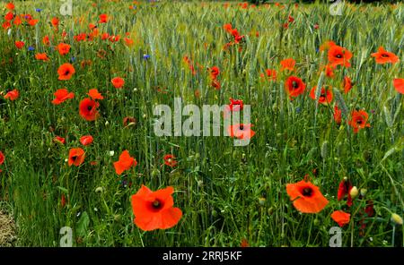 Campo naturale di cereali, erba, papaveri e fiori di mais Foto Stock