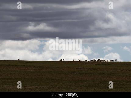 220715 -- LHASA, 15 luglio 2022 -- foto scattata l'11 luglio 2022 mostra le antilopi tibetane nella riserva naturale nazionale di Qiangtang nella regione autonoma del Tibet nel sud-ovest della Cina. Ogni estate, le antilopi tibetane incinte scortate da uomini migrano nella riserva naturale per partorire, per poi tornare nel loro habitat con la loro progenie. La popolazione di antilopi tibetani nella regione è aumentata da 50.000 a più di 300.000 negli ultimi decenni. Lo scorso anno, la Cina ha declassato lo status delle antilopi tibetane da minacciate a quasi minacciate, a causa del proattivo antibracconaggio e della biodiversità pro Foto Stock