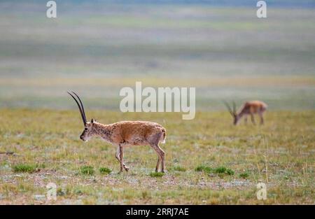 220715 -- LHASA, 15 luglio 2022 -- foto scattata l'11 luglio 2022 mostra le antilopi tibetane maschili in allerta nella riserva naturale nazionale di Qiangtang nella regione autonoma tibetana del sud-ovest della Cina. Ogni estate, le antilopi tibetane incinte scortate da uomini migrano nella riserva naturale per partorire, per poi tornare nel loro habitat con la loro progenie. La popolazione di antilopi tibetani nella regione è aumentata da 50.000 a più di 300.000 negli ultimi decenni. Lo scorso anno, la Cina ha declassato lo status delle antilopi tibetane da minacciate a quasi minacciate, a causa di un proattivo antibracconaggio e di un bi Foto Stock