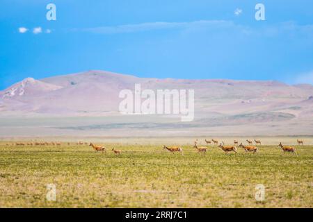 220715 -- LHASA, 15 luglio 2022 -- foto scattata l'11 luglio 2022 mostra le antilopi tibetane nella riserva naturale nazionale di Qiangtang nella regione autonoma del Tibet nel sud-ovest della Cina. Ogni estate, le antilopi tibetane incinte scortate da uomini migrano nella riserva naturale per partorire, per poi tornare nel loro habitat con la loro progenie. La popolazione di antilopi tibetani nella regione è aumentata da 50.000 a più di 300.000 negli ultimi decenni. Lo scorso anno, la Cina ha declassato lo status delle antilopi tibetane da minacciate a quasi minacciate, a causa del proattivo antibracconaggio e della biodiversità pro Foto Stock