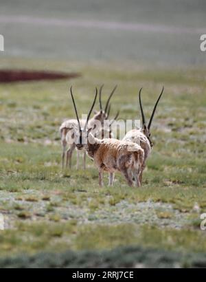 220715 -- LHASA, 15 luglio 2022 -- foto scattata l'11 luglio 2022 mostra le antilopi tibetane maschili in allerta nella riserva naturale nazionale di Qiangtang nella regione autonoma tibetana del sud-ovest della Cina. Ogni estate, le antilopi tibetane incinte scortate da uomini migrano nella riserva naturale per partorire, per poi tornare nel loro habitat con la loro progenie. La popolazione di antilopi tibetani nella regione è aumentata da 50.000 a più di 300.000 negli ultimi decenni. Lo scorso anno, la Cina ha declassato lo status delle antilopi tibetane da minacciate a quasi minacciate, a causa di un proattivo antibracconaggio e di un bi Foto Stock