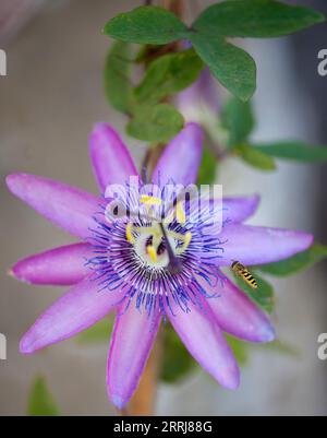 Surphus Ribessi Hoverfly che si accampa su un Fiore Passiflora Foto Stock
