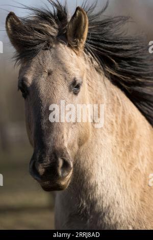 Selvaggio konik equino fauna selvatica Inghilterra all'aperto natura equina pony di mammiferi Foto Stock