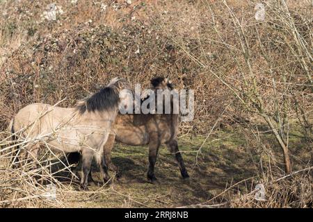 Selvaggio konik equino fauna selvatica Inghilterra all'aperto natura equina pony di mammiferi Foto Stock