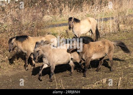 Selvaggio konik equino fauna selvatica Inghilterra all'aperto natura equina pony di mammiferi Foto Stock