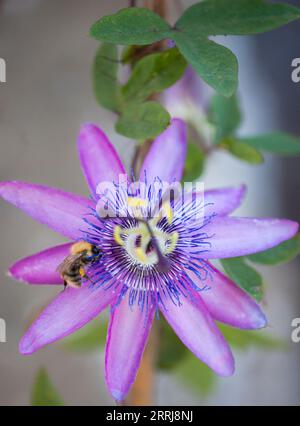 Un'ape Carder comune che si assesta su un Fiore Passiflora Foto Stock