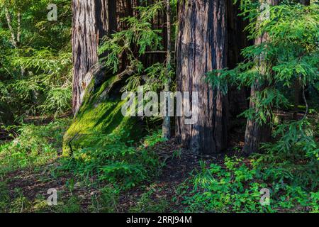 Redwood Trees, Pfeiffer Big Sur State Park, California. I grandi alberi sono circondati da un sottobosco verde. Foto Stock