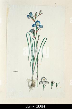 Disa graminiflolia Ker Gawl. Ex Spreng. (Blue disa), 1777-1786. Foto Stock