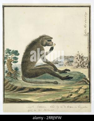 Papio ursinus (Chacma baboon), 1773-1786. Cape Baboon (Papio Ursinus), mangiare. In scala Rijnlandse. Foto Stock