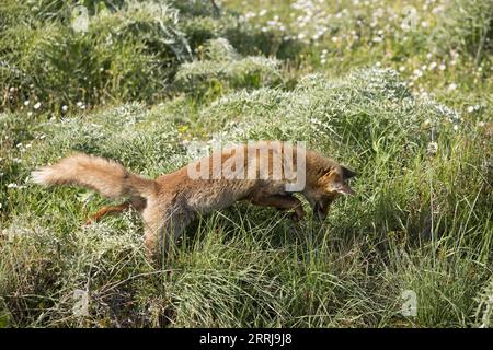 Parco nazionale Fox maremman, fauna selvatica italiana Foto Stock