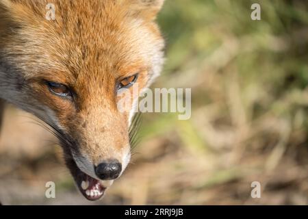 Parco nazionale Fox maremman, fauna selvatica italiana Foto Stock