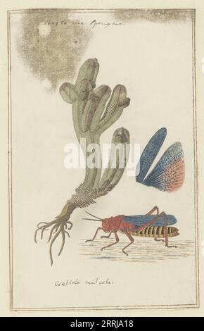 Crassula pyramidalis Thunb. (Pagoda mini giada) e un Dictyophorus spumans (Koppie foam grasshopper), 1777-1786. Foto Stock