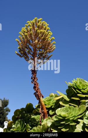 Fioritura Sedum palmeri Suculent Shot contro Blue Sky Foto Stock