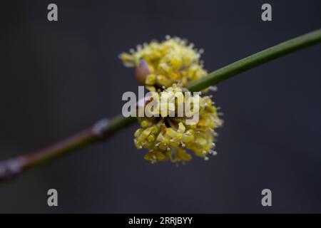 Rami con fiori di Cornel europeo (Cornus mas) all'inizio della primavera. Ciliegio corneliano, cornel europeo o legno di ciliegio corneliano (Cornelia mas) flov Foto Stock