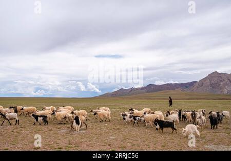 220719 -- NAGQU, 19 luglio 2022 -- Un abitante del villaggio mandrie bestiame nella Doima Township della contea di Tsonyi, regione autonoma del Tibet della Cina sud-occidentale, 13 luglio 2022. La contea di Tsonyi, regione autonoma Tibet del sud-ovest della Cina, ha iniziato il trasferimento del suo secondo gruppo di residenti martedì, come parte del piano della regione per migliorare le condizioni di vita delle persone e proteggere il fragile ecosistema locale. Con un'altitudine media di oltre 5.000 metri, la contea di Tsonyi copre un'area totale di 120.000 km quadrati e fa parte della riserva naturale nazionale di Changtang, la riserva naturale più grande e più alta della Cina. A causa del Foto Stock